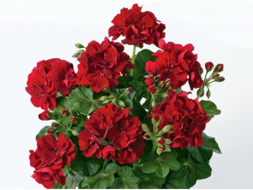 Пеларгония плющелистная Пеларгония плющелистная