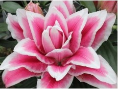 Лилия розовидная 