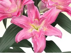 Лилия розовидная 