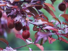 Слива пурпурная 