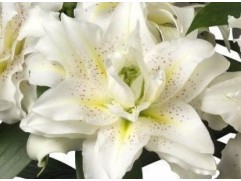 Лилия розовидная восточная 