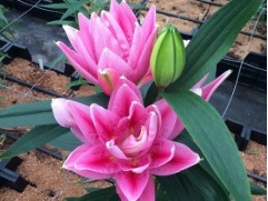 Лилия розовидная 