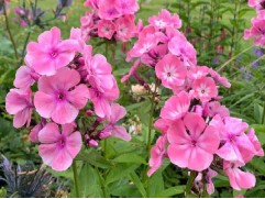 Флокс метельчатый 