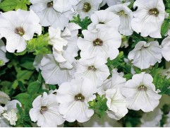 Петуния ампельная 