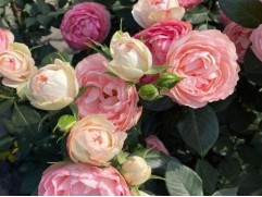 Роза флорибунда 