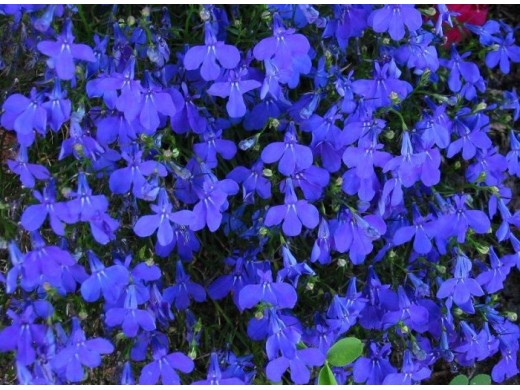 Лобелия Лобелия