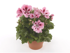 Пеларгония Grandiflorum Elegance Fenna Контейнер 1,0л