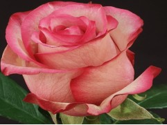 Роза чайно-гибридная 