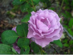 Роза флорибунда 