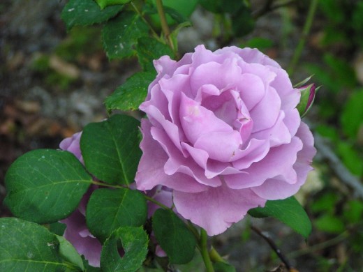 Роза флорибунда Роза флорибунда