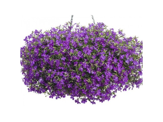 Лобелия ампельная Лобелия ампельная