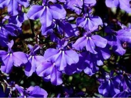 Лобелия ампельная Лобелия ампельная