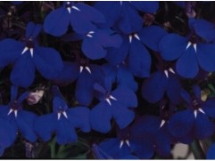 Лобелия ампельная 