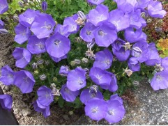 Колокольчик карпатский Колокольчик карпатский