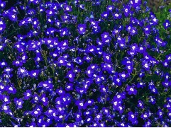 Лобелия ампельная 