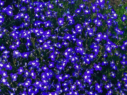 Лобелия ампельная Лобелия ампельная