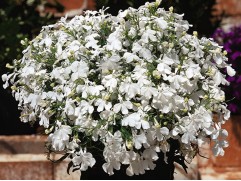 Лобелия ампельная 