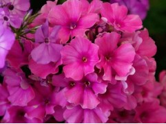 Флокс метельчатый 