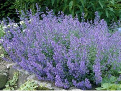 Котовник Фассена 