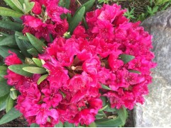 Рододендрон гибридный 