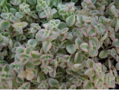 Очиток Очиток