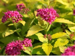 Спирея японская 