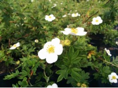 Лапчатка кустарниковая Лапчатка кустарниковая