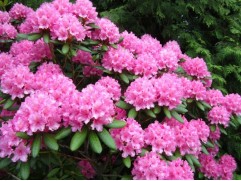 Рододендрон гибридный 