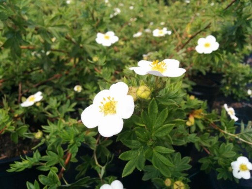 Лапчатка кустарниковая Лапчатка кустарниковая