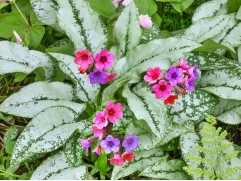 Медуница гибридная 