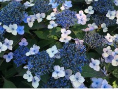 Гортензия пильчатая 