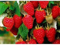 Малина ремонтантная 