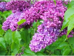 Сирень обыкновенная 