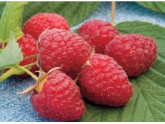 Малина ремонтантная 