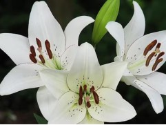 Лилия ЛА-гибрид Лилия ЛА-гибрид