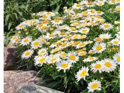 Нивяник великолепный 