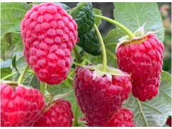 Малина ремонтантная 