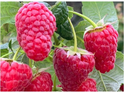 Малина ремонтантная Малина ремонтантная