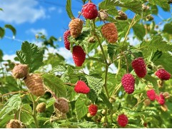 Малина ремонтантная 