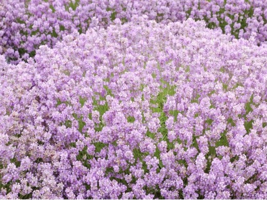 Лаванда узколистная Лаванда узколистная