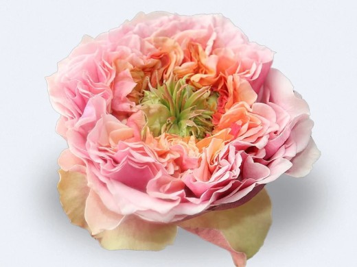 Роза чайно-гибридная Роза чайно-гибридная