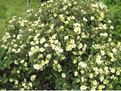 Лапчатка кустовая Лапчатка кустовая