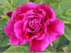 Роза ругоза 