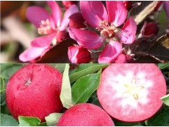 Яблоня красномякотная 