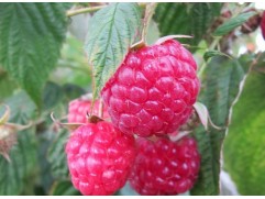 Малина ремонтантная 