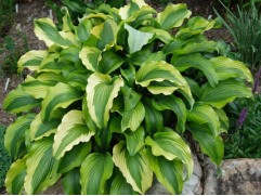 Хоста гибридная 