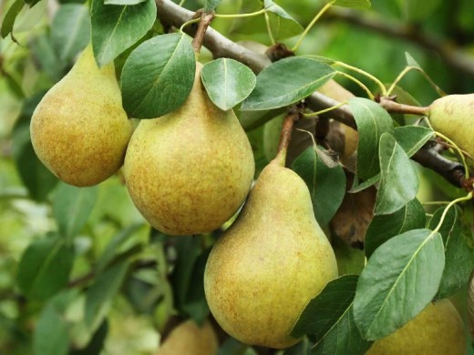 Груша Груша