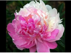 Пион молочноцветковый 