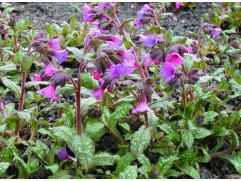 Медуница сахарная 