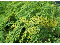 Микробиота перекрестнопарная 